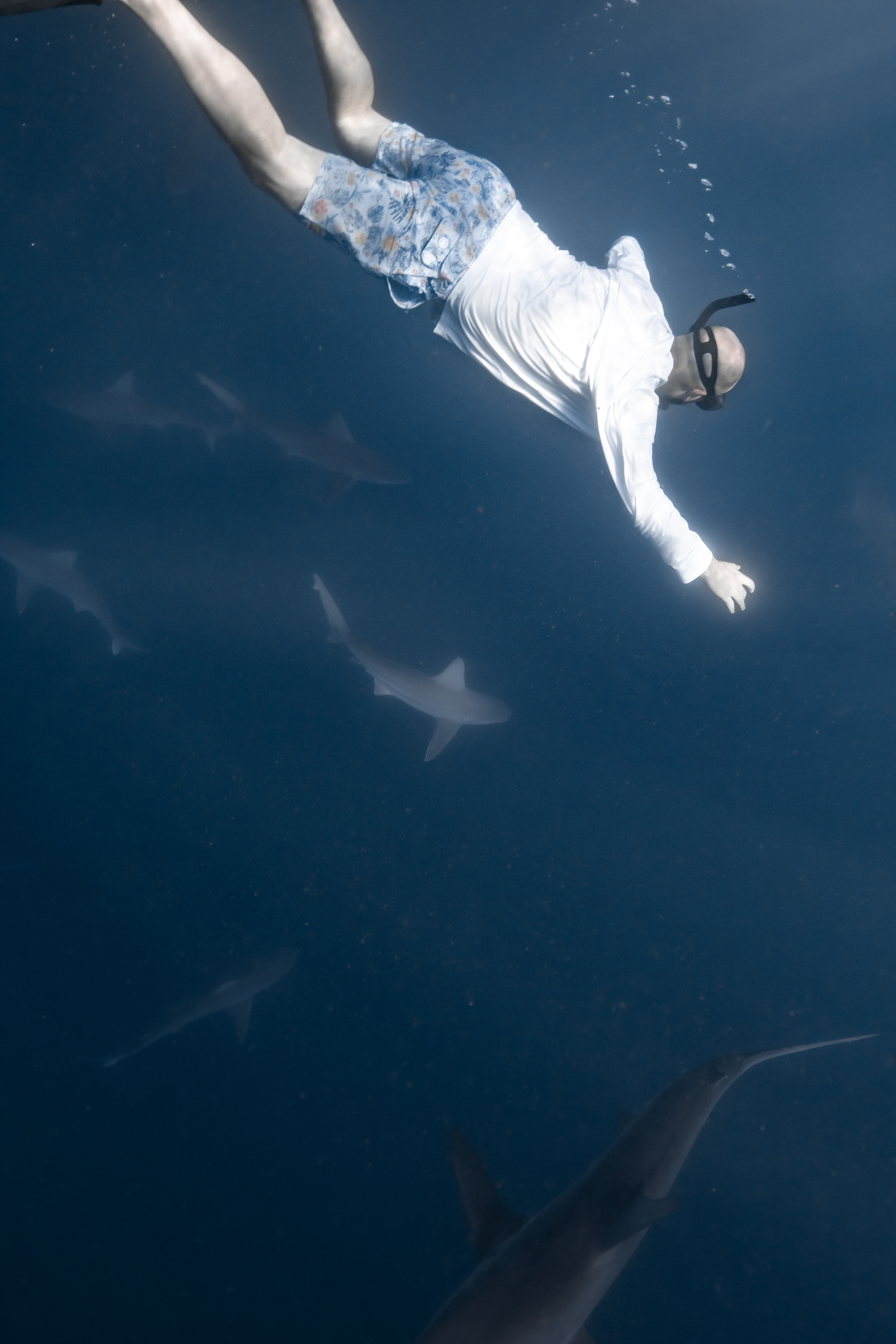Andy Sinclair free diving with sharks